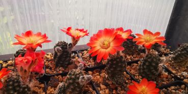 Rebutia simoniana